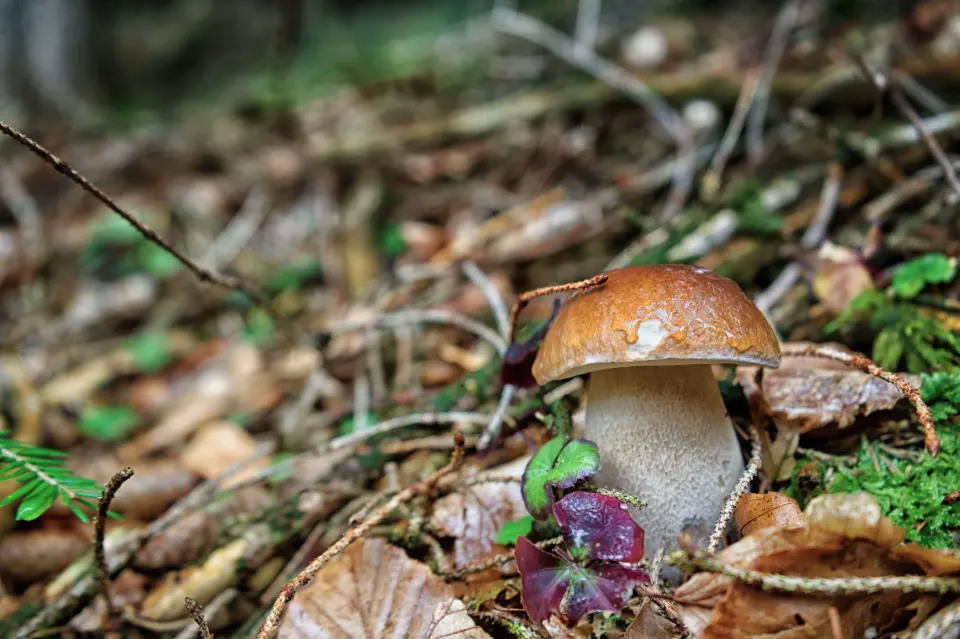 Steinpilz im Herbstlaub mit Sauerklee