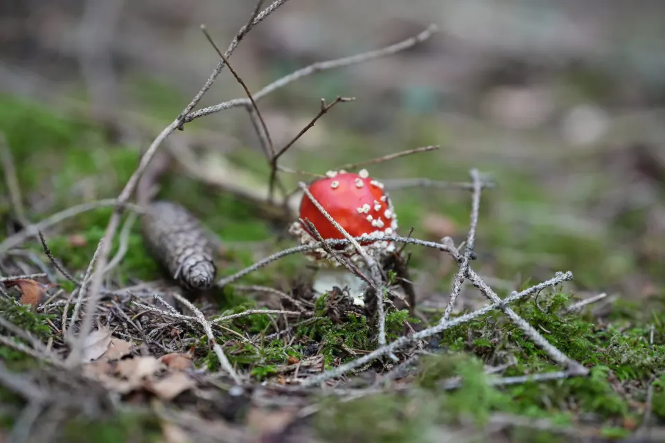 Junger Fliegenpilz zwischen Zweigen und Zapfen