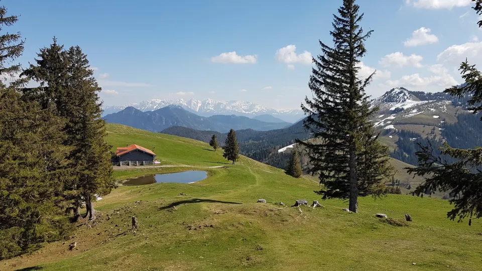 Almwiese mit kleinem Tümpel und Fichten, Alpen im Hintergrund