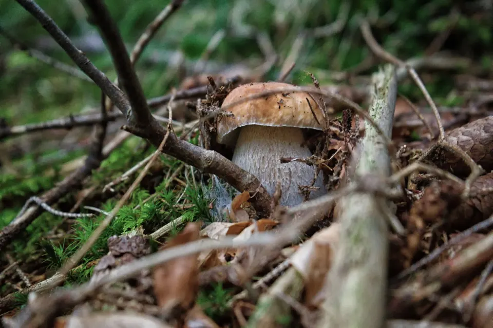 Steinpilz zwischen Ästen am Waldboden