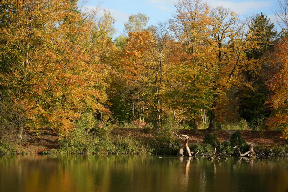 Herbstwald mit gelbem und orangem Laub am See