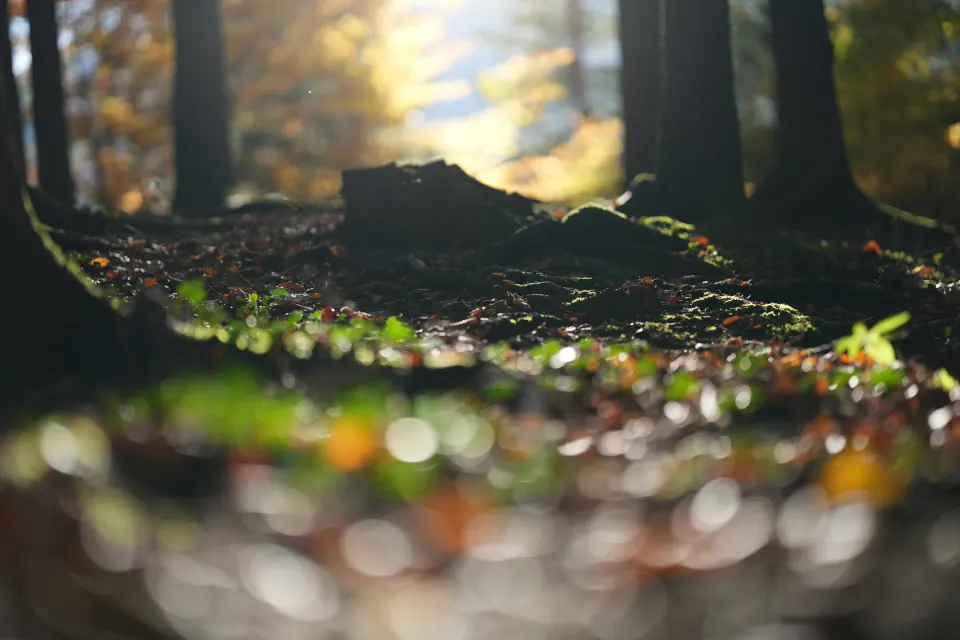 Waldboden im Gegenlicht, Laub und Moos mit Bokeh