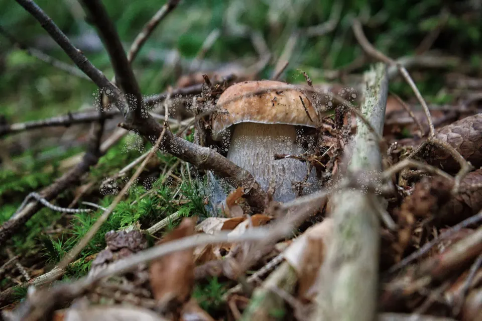 Röhrling zwischen Ästen am Waldboden