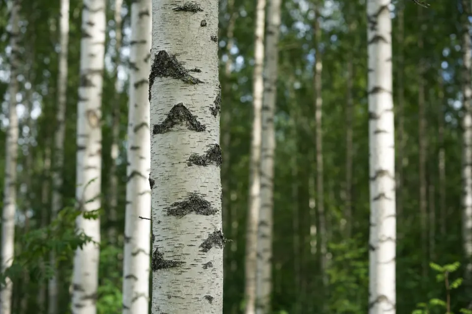 Birkenstämme im Sommerwald