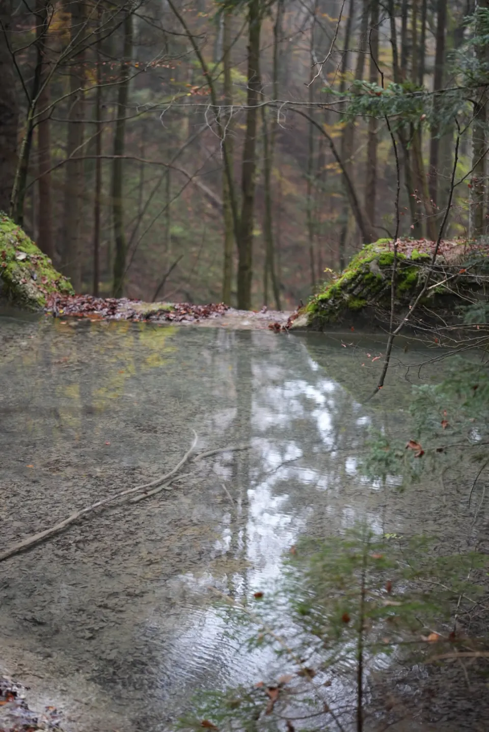 Überfluteter Waldweg mit Spiegelung der Stämme