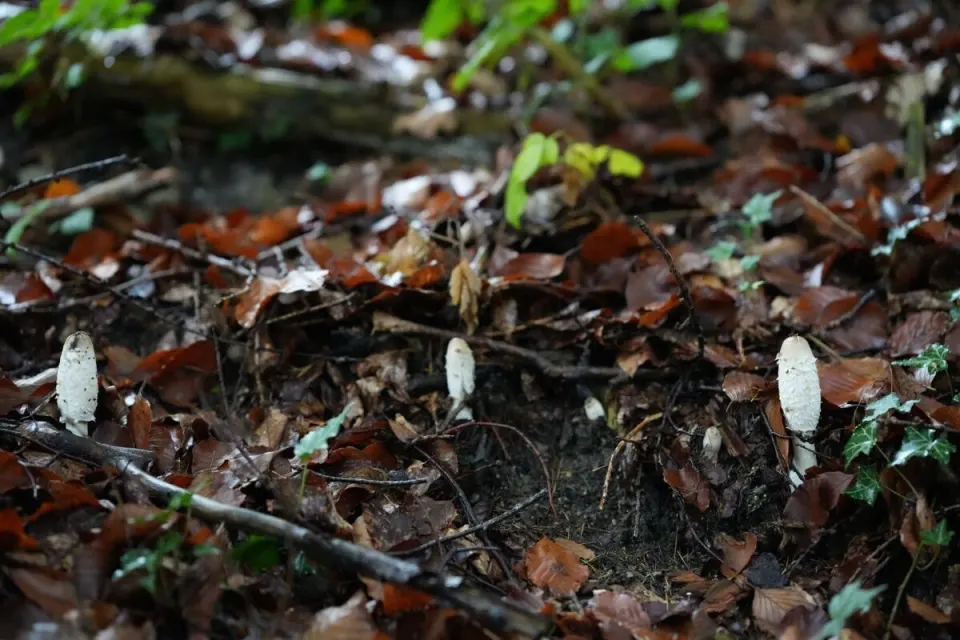 Bergsaison geht in die Verlängerung: Der Wald zieht die Bremse