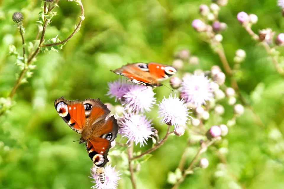 Zwei Tagpfauenaugen an Distelblüten