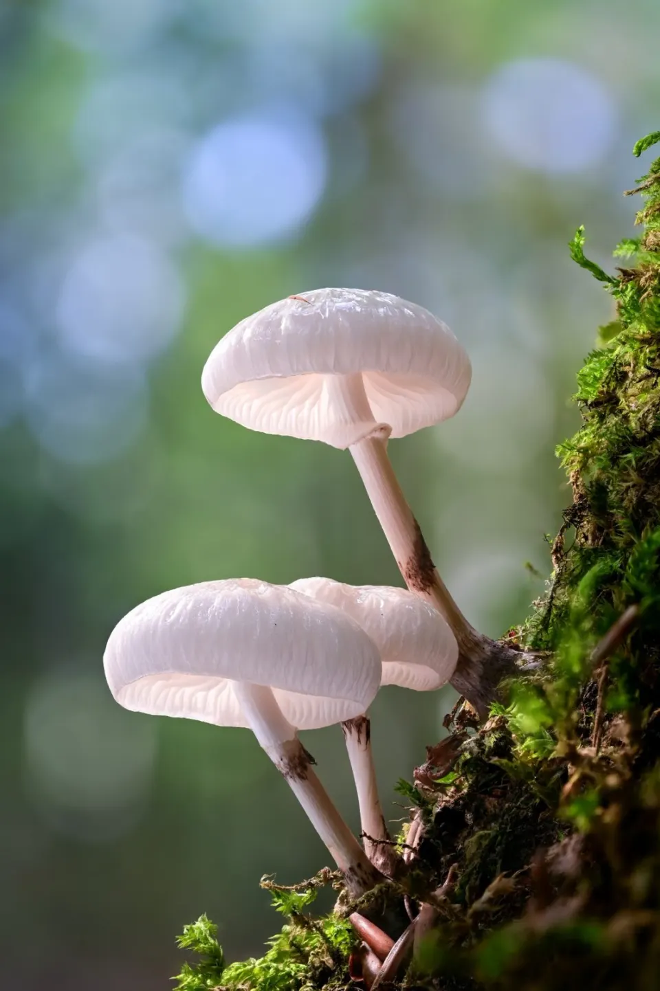 Mucidula mucida