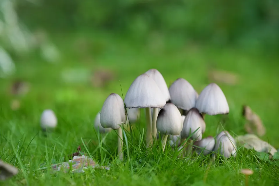 Gruppe heller Tintlinge im Gras