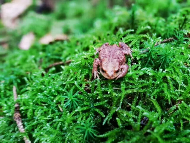 Junger Grasfrosch im Moos