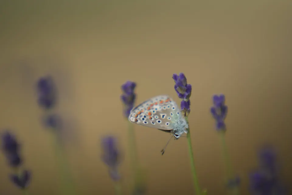 Bläuling an Lavendel vor weichem Hintergrund