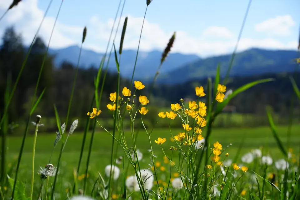 Gelbe Wiesenblumen vor Bergkulisse