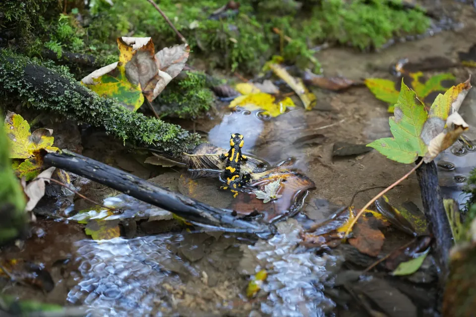 Feuersalamander an einem Waldbach zwischen Moos und Ästen